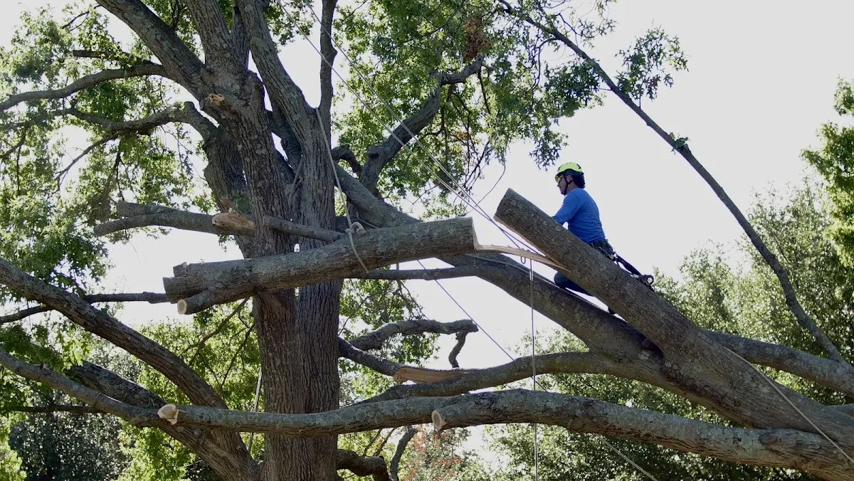 Professional Crown Thinning performed by certified arborists in Housatonic